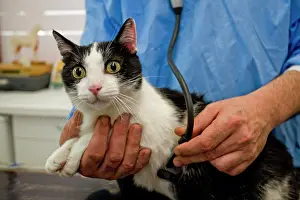 Afraid: Cat - being examined by vet