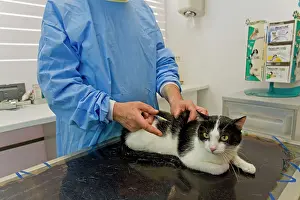 Examine: Cat - being examined by vet