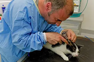 Examine: Cat - being examined by vet