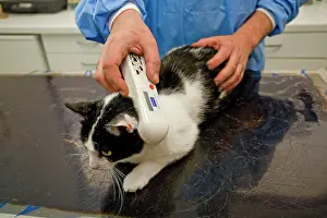 Examine: Cat - being examined by vet