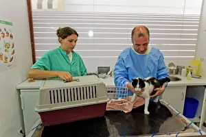 Examine: Cat - being examined by vet