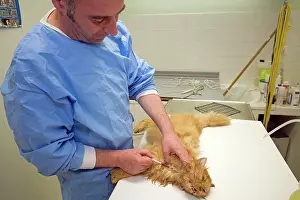 Examine: Cat - being examined by vet