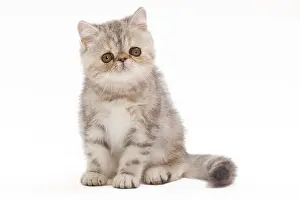 Tortie: Cat - Exotic Black Tortie Silver Tabby - 2 month
