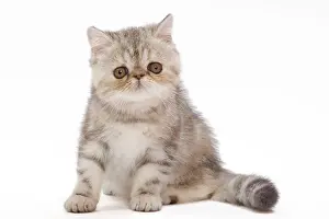 Tortie: Cat - Exotic Black Tortie Silver Tabby - 3 month