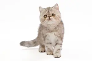 Tortie: Cat - Exotic Black Tortie Silver Tabby - 3 month