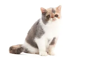 Exotics: Cat - Exotic blue cream & white