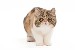 Tortie: Cat - Exotic brown blotched tortie tabby & white