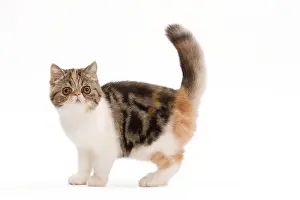 Tortie: Cat - Exotic brown blotched tortie tabby & white in studio