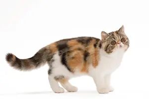 Tortie: Cat - Exotic brown blotched tortie tabby & white in studio