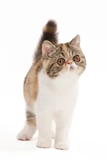 Tortie: Cat - Exotic brown blotched tortie tabby & white in studio