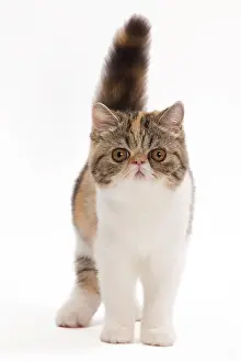 Tortie: Cat - Exotic brown blotched tortie tabby & white in studio