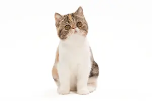 Tortie: Cat - Exotic brown blotched tortie tabby & white in studio