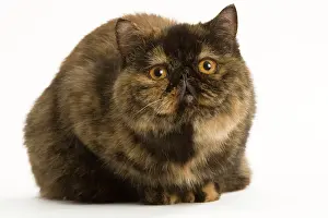 Torties: Cat - Exotic Short hair Tortoiseshell