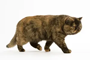 Torties: Cat - Exotic Short hair Tortoiseshell