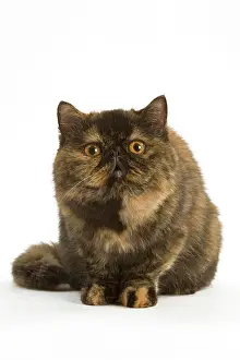 Torties: Cat - Exotic Short hair Tortoiseshell