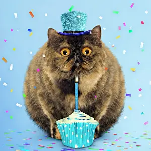 Cakes: Cat - Exotic Short hair Tortoiseshell