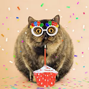 Celebrations: Cat - Exotic Short hair Tortoiseshell with birthday cake