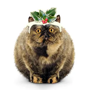 Tortoiseshell: Cat - Exotic Short hair Tortoiseshell - Christmas