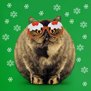 Pudding: Cat