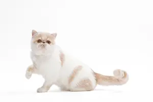 Exotics: Cat - Exotic shorthair