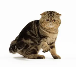 Shock: Cat