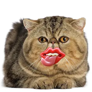 Anthropomorphic: Cat Exotic Shorthair