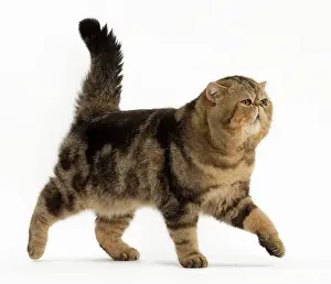 Arrogant: Cat