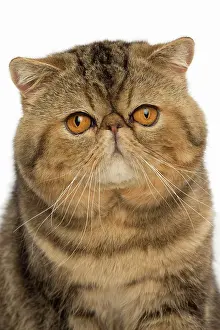 Upset: Cat