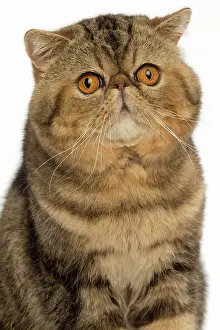 Upset: Cat