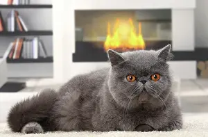 Fireplace: Cat Exotic Shorthair