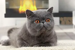 Fireplace: Cat Exotic Shorthair
