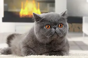 Fireplace: Cat Exotic Shorthair