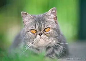 Exotics: Cat - Exotic Shorthair / Blue Tabby Cat