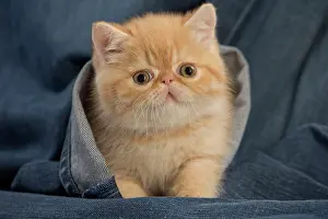 Denim: Cat - Exotic Shorthair in denim