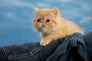 Denim: Cat - Exotic Shorthair in denim