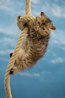 Ropes: Cat - Exotic Shorthair hanging on rope