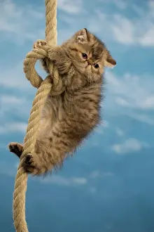 Ropes: Cat - Exotic Shorthair hanging on rope