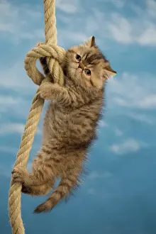 Ropes: Cat - Exotic Shorthair hanging on rope