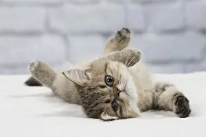 Chilling: Cat Exotic Shorthair kitten