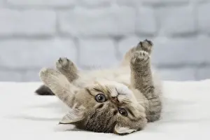 Chilling: Cat Exotic Shorthair kitten