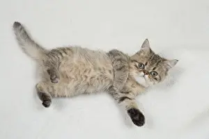 Chilling: Cat Exotic Shorthair kitten