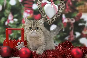 Cat Exotic Shorthair kitten