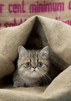 Sack: Cat Exotic Shorthair kitten