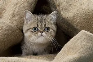 Sack: Cat Exotic Shorthair kitten