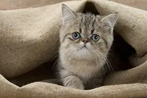 Sack: Cat Exotic Shorthair kitten