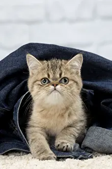 Jeans: Cat Exotic Shorthair kitten