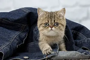 Jeans: Cat Exotic Shorthair kitten