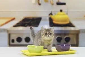 Dinner: Cat Exotic Shorthair kitten