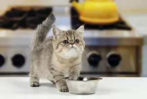 Dinner: Cat Exotic Shorthair kitten