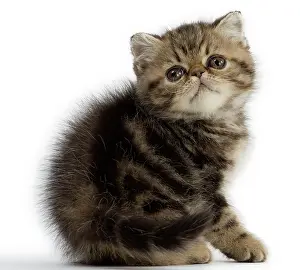 Cute Kittens By Jean-Michel Labat: Cat